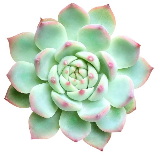 pink succulents, echeveria for sale, echeveria tippy pink for sale, rosette succulent types, echeveria chihuahuaensis, buy echeveria plant online, rosette echeveria