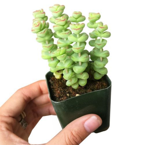 Crassula for sale, baby necklace succulent, succulent care tips, succulents store in CA, succulent care guide, Succulents shop near me, succulent care, succulent plant, how to grow succulents, Rare succulents, baby necklace succulent in California, How to grow baby necklace succulent, crassula, crassula plant, crassula succulent, crassula types, crassula varieties, types of crassula, crassula species, crassulas, succulent crassula