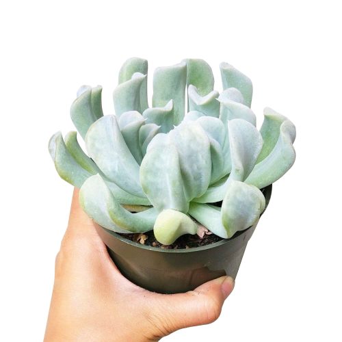 Echeveria topsy turvy for sale, succulent care, succulents shop in California, Rare succulents, how to grow succulents, Succulents shop succulent subscription, Echeveria Topsy Turvy in California, How to grow Echeveria Topsy Turvy, Thanksgiving succulents gift, Easter succulents idea, Growing succulents for thanksgiving, echeveria, echeveria succulent, echeveria types, succulent echeveria, buy succulents online, succulent shop, succulent store, echeveria plant, indoor succulents