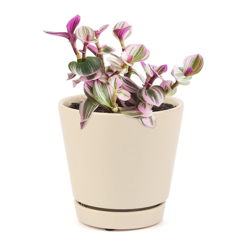 TRADESCANTIANANOUK8