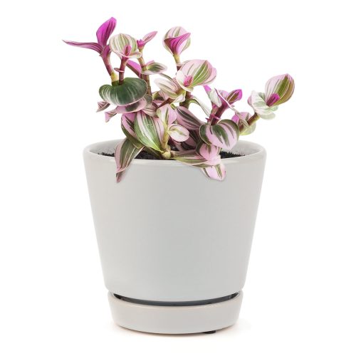 TRADESCANTIANANOUK9