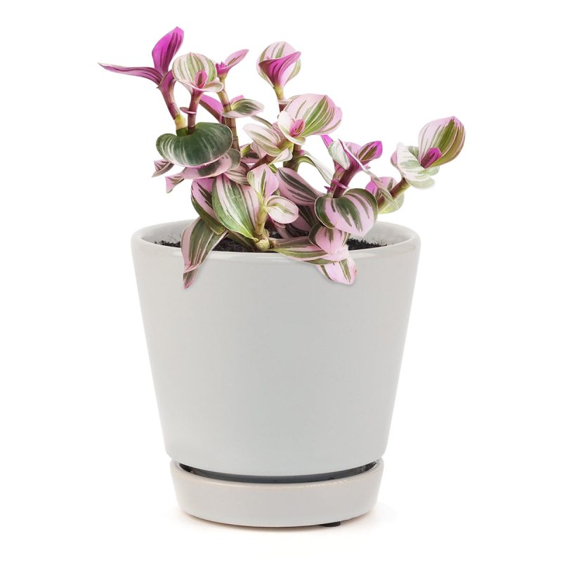 TRADESCANTIANANOUK9