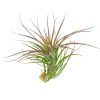 Tillandsia Tenuifolia Amethyst air plant for sale, unique gift decor ideas, air plant subscription delivery monthly, Tillandsia Tenuifolia Amethyst with air plant care guide