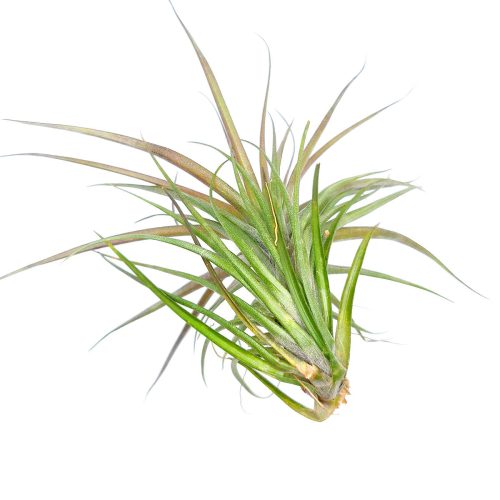 Tenuifolia Amethyst 3