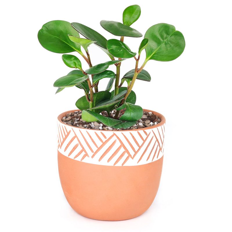 Teracotta Pot 1