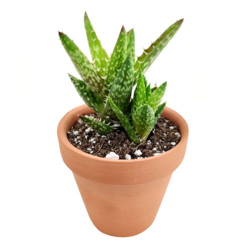 aloe juvenna tiger tooth aloe live succulent for sale, aloe species, tiger tooth aloe care, tiger tooth aloe propagation