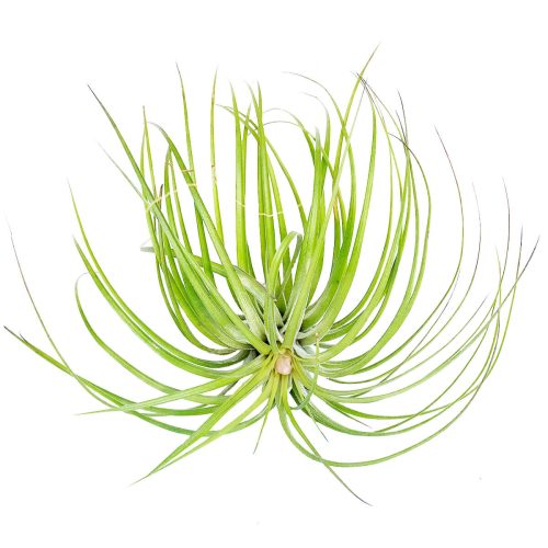 Tillandsia stricta green avt