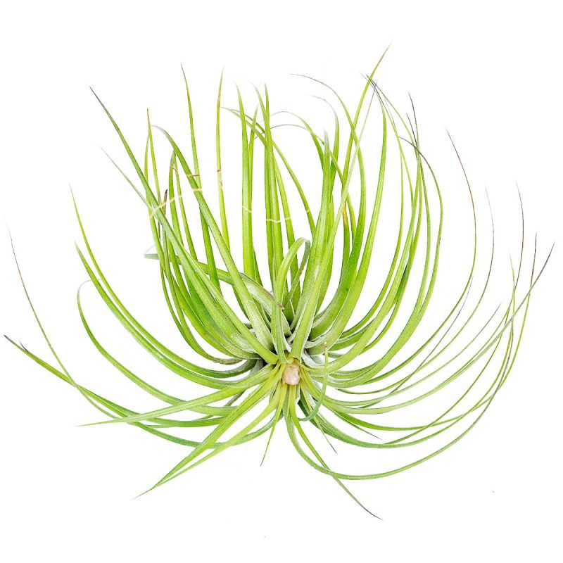 Tillandsia stricta green avt