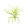 Tillandsia Velutina Air Plant for sale, How to grow Tillandsia Velutina Air Plant indoor, Tillandsia Velutina Air Plant Care Guide