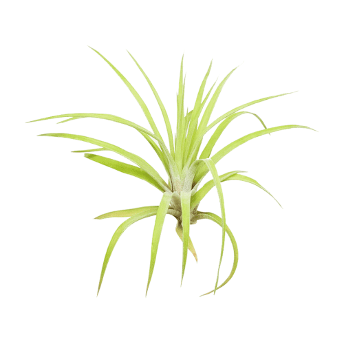 Tillandsia Velutina Air Plant for sale, How to grow Tillandsia Velutina Air Plant indoor, Tillandsia Velutina Air Plant Care Guide