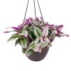 tradescantia nanouk for sale online, nanouk tradescantia, pink tradescantia nanouk hanging, spiderwort plant, colorful leaves houseplant, foliage plant types, nanouk pink wandering jew, house plant decor ideas