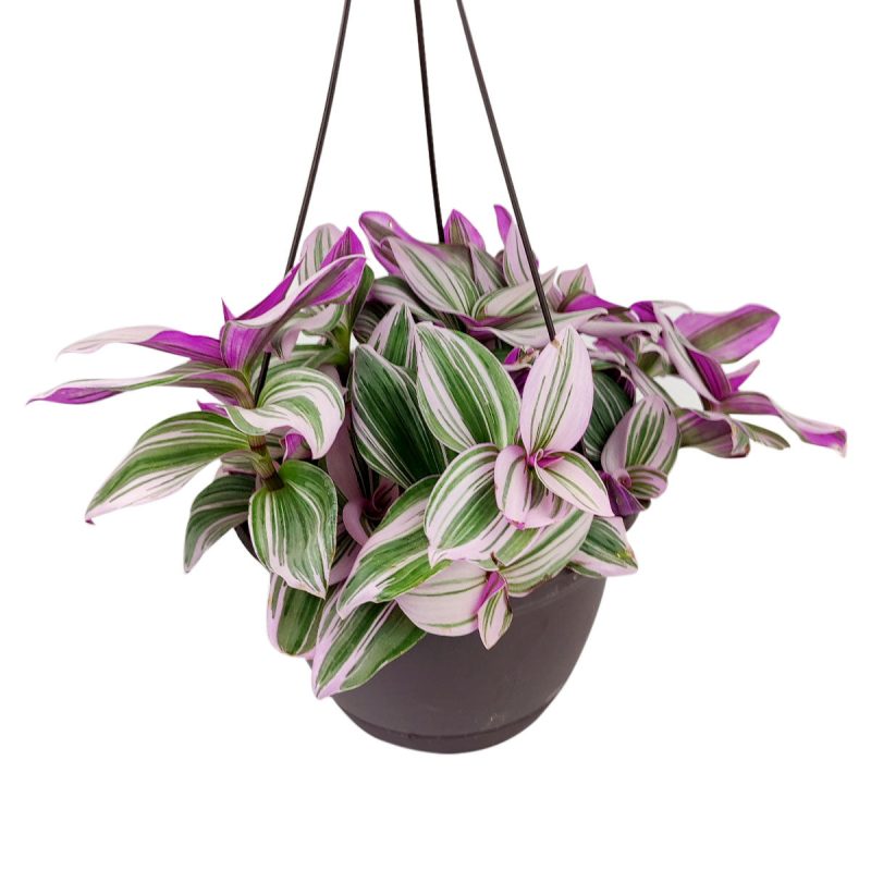 tradescantia nanouk for sale online, nanouk tradescantia, pink tradescantia nanouk hanging, spiderwort plant, colorful leaves houseplant, foliage plant types, nanouk pink wandering jew, house plant decor ideas