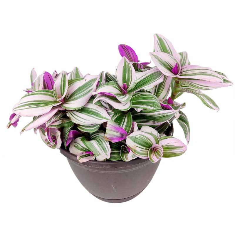 TradescantiaNanouk 8 37.45 4