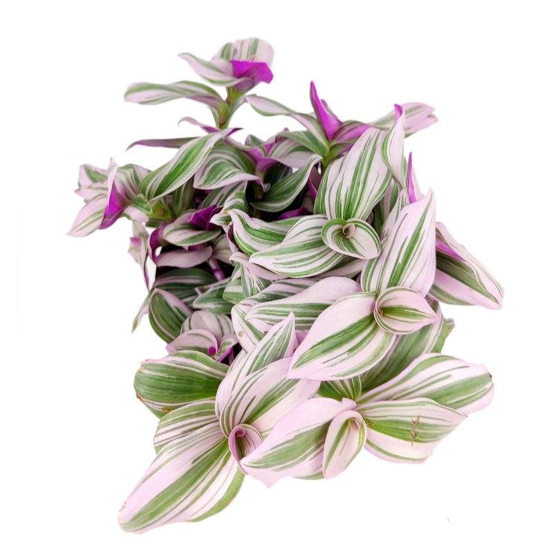 TradescantiaNanouk 8 37.45 5