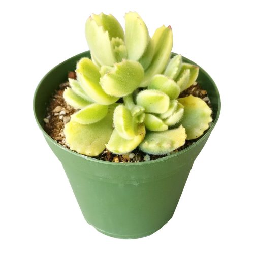 cotyledon bear paw, bear’s paw, succulent care tips, succulent subscription, Succulents, Rare succulents, succulents shop in California, succulent care, succulents store in CA, succulent plant, cotyledon bear paw in California, How to grow cotyledon bear paw