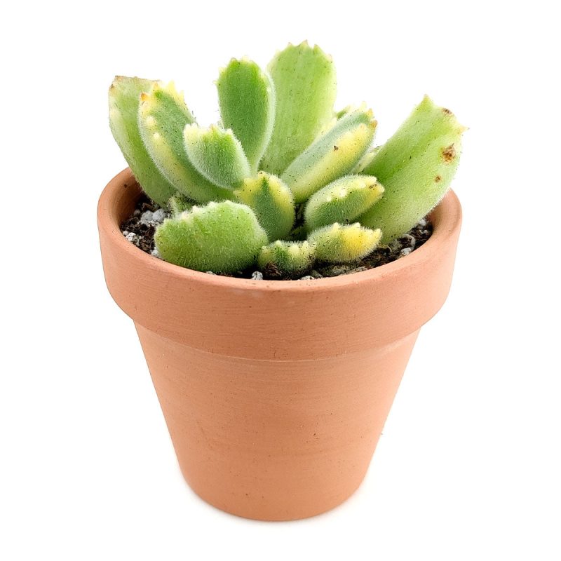 cotyledon bear paw, bear’s paw, succulent care tips, succulent subscription, Succulents, Rare succulents, succulents shop in California, succulent care, succulents store in CA, succulent plant, cotyledon bear paw in California, How to grow cotyledon bear paw