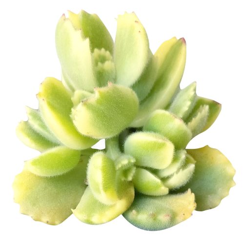 cotyledon bear paw, bear’s paw, succulent care tips, succulent subscription, Succulents, Rare succulents, succulents shop in California, succulent care, succulents store in CA, succulent plant, cotyledon bear paw in California, How to grow cotyledon bear paw