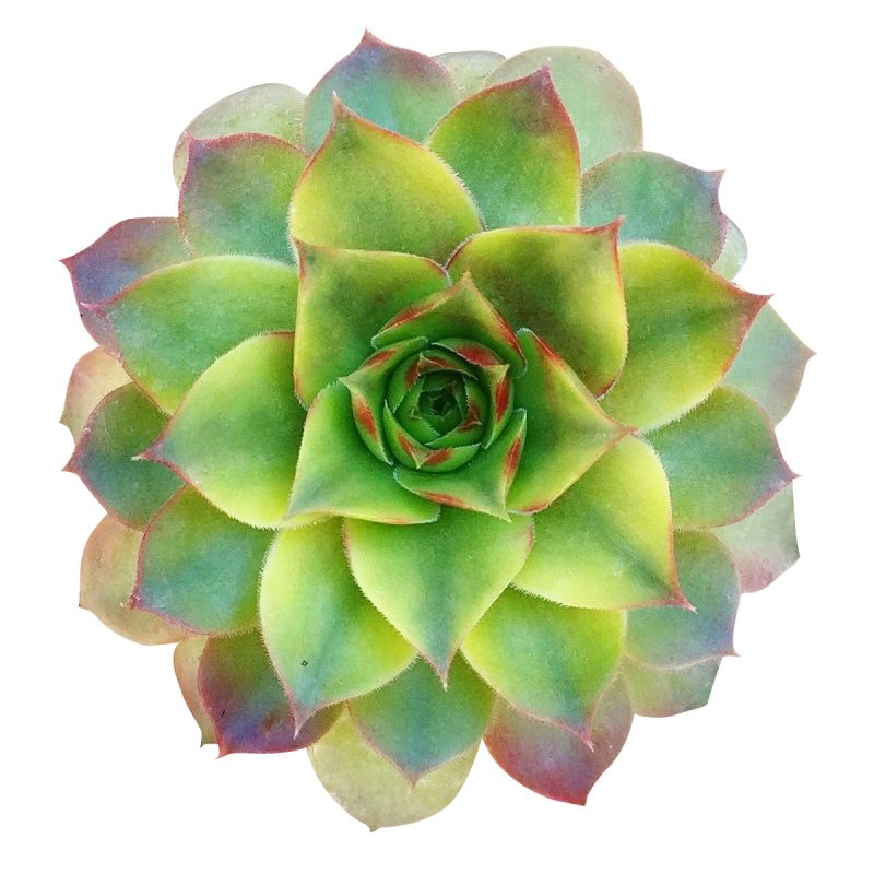 variegated sempervivum for sale, indoor succulents, monthly succulents, cactus, Succulents shop near me, how to grow succulents, succulent care guide, succulent care, Rare succulents, Variegated Sempervivum in California, How to grow Variegated Sempervivum. indoor succulents.