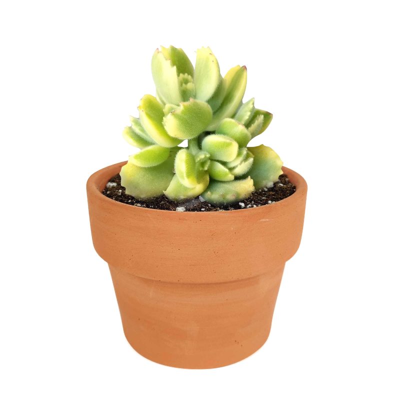 Rare succulents, succulents shop in California, succulent care, succulents store in CA, succulent plant, cotyledon bear paw in California, How to grow cotyledon bear paw