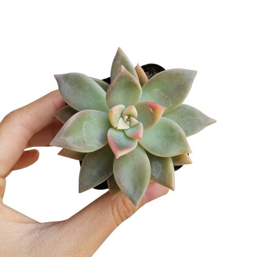 variegated ghost succulent for sale, graptopetalum ghost plant, monthly succulents, succulent care, succulents store in CA, cactus, succulents shop in California, Succulents, Rare succulents, how to grow succulents, variegated graptopetalum ghost in California, How to grow variegated graptopetalum ghost, rare succulents, rare succulents for sale, unique succulents, buy succulents online, rare succulent, succulent shop, unusual succulents, succulent store, succulents online 