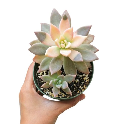 variegated ghost succulent for sale, graptopetalum ghost plant, monthly succulents, succulent care, succulents store in CA, cactus, succulents shop in California, Succulents, Rare succulents, how to grow succulents, variegated graptopetalum ghost in California, How to grow variegated graptopetalum ghost, rare succulents, rare succulents for sale, unique succulents, buy succulents online, rare succulent, succulent shop, unusual succulents, succulent store, succulents online 