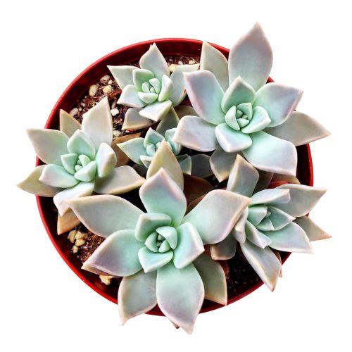 VARIEGATEDGHOSTPLANT5