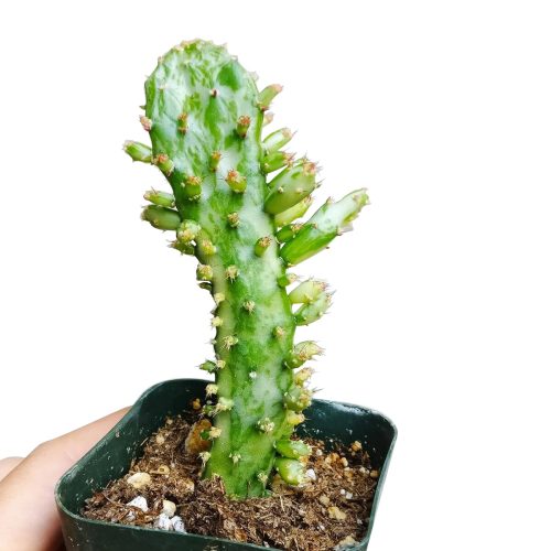 VARIEGATEDJOSEPH SCOATCACTUS