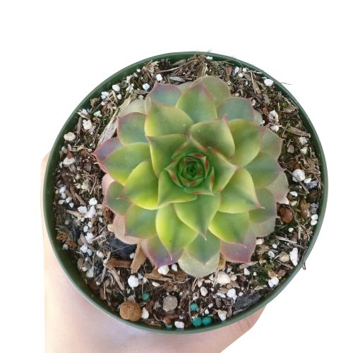 variegated sempervivum for sale, indoor succulents, monthly succulents, cactus, Succulents shop near me, how to grow succulents, succulent care guide, succulent care, Rare succulents, Variegated Sempervivum in California, How to grow Variegated Sempervivum. indoor succulents.