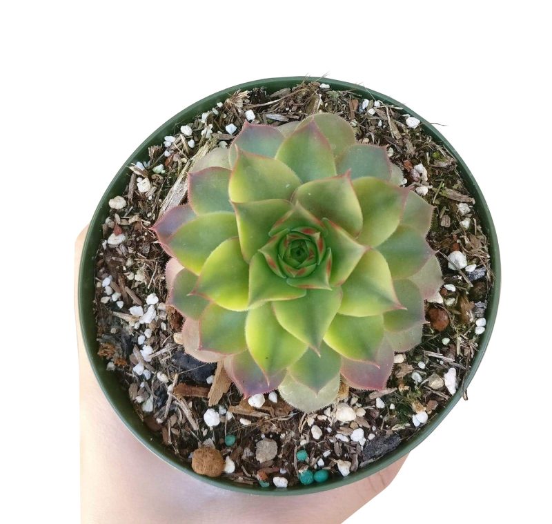 variegated sempervivum for sale, indoor succulents, monthly succulents, cactus, Succulents shop near me, how to grow succulents, succulent care guide, succulent care, Rare succulents, Variegated Sempervivum in California, How to grow Variegated Sempervivum. indoor succulents.