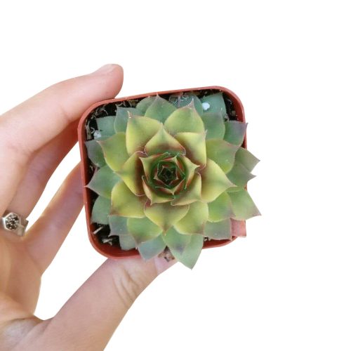 variegated sempervivum for sale, indoor succulents, monthly succulents, cactus, Succulents shop near me, how to grow succulents, succulent care guide, succulent care, Rare succulents, Variegated Sempervivum in California, How to grow Variegated Sempervivum. indoor succulents.