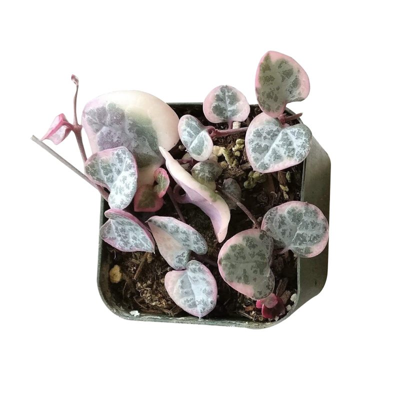 Tips for growing Variegated String of Hearts indoor home garden, Succulents, succulent plant, succulent subscription, succulents store in CA, Rare succulents, succulents shop in California, succulent care tips, cactus, Variegated String of Hearts in California, How to grow Variegated String of Hearts