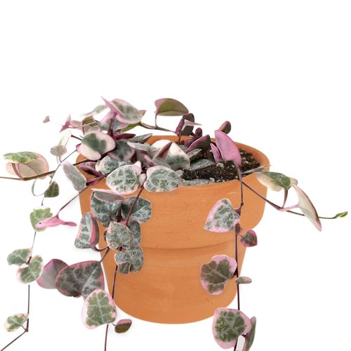  succulent subscription, succulents store in CA, Rare succulents, succulents shop in California