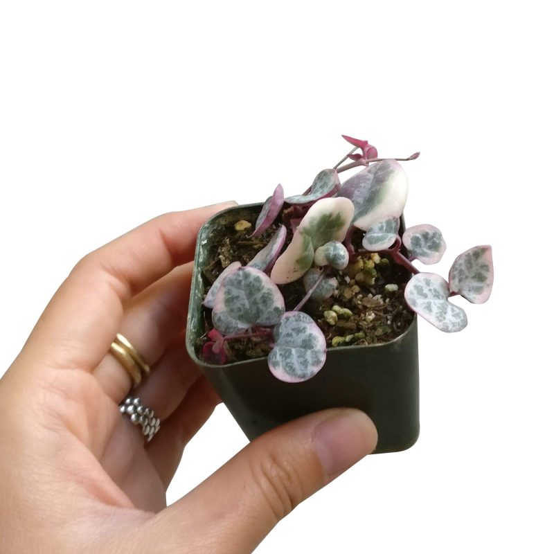 Tips for growing Variegated String of Hearts indoor home garden, Succulents, succulent plant, succulent subscription, succulents store in CA, Rare succulents, succulents shop in California, succulent care tips, cactus, Variegated String of Hearts in California, How to grow Variegated String of Hearts