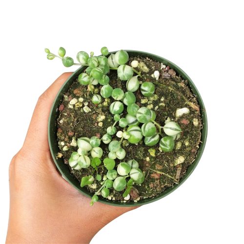 senecio string of pearls variegated succulent for sale, senecio rowleyanus, variegated string of pearls care, buy string of pearls variegated online, hanging/ trailing succulent plants, succulent hanging basket, succulent gift ideas, succulent gift delivery, succulent birthday gift