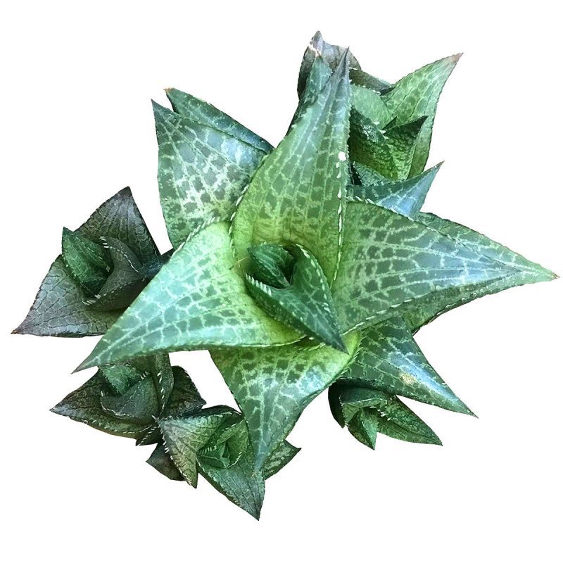 Venosa Haworthia for sale, succulent plant, cactus, succulent care guide, succulents store in CA, Succulents shop near me, indoor succulents, succulent subscription, succulent care, Venosa Haworthia in California, How to grow Venosa Haworthia. indoor succulents