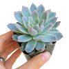 Echeveria violet queen for sale, Rare succulents, monthly succulents, cactus, succulent care guide, succulents store in CA, succulent subscription, how to grow succulents, Echeveria violet queen in California, How to grow Echeveria violet queen, How to care echeveria succulents for thanksgiving, Easter echeveria gift, echeveria, echeveria succulent, echeveria types, succulent echeveria, buy succulents online, succulent shop, succulent store, echeveria plant, indoor succulents