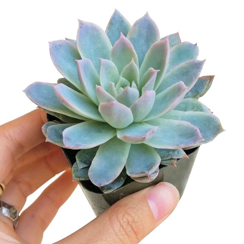 Echeveria violet queen for sale, Rare succulents, monthly succulents, cactus, succulent care guide, succulents store in CA, succulent subscription, how to grow succulents, Echeveria violet queen in California, How to grow Echeveria violet queen, How to care echeveria succulents for thanksgiving, Easter echeveria gift, echeveria, echeveria succulent, echeveria types, succulent echeveria, buy succulents online, succulent shop, succulent store, echeveria plant, indoor succulents