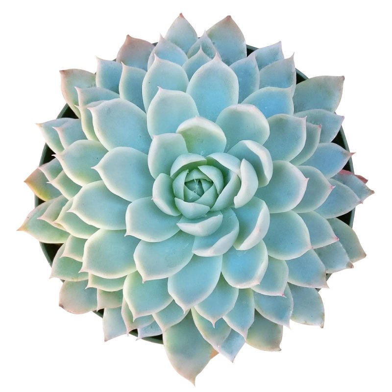 Echeveria violet queen for sale, Rare succulents, monthly succulents, cactus, succulent care guide, succulents store in CA, succulent subscription, how to grow succulents, Echeveria violet queen in California, How to grow Echeveria violet queen, How to care echeveria succulents for thanksgiving, Easter echeveria gift, echeveria, echeveria succulent, echeveria types, succulent echeveria, buy succulents online, succulent shop, succulent store, echeveria plant, indoor succulents