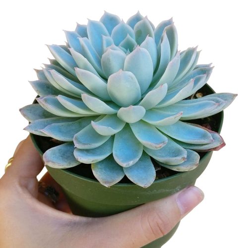 Echeveria violet queen for sale, Rare succulents, monthly succulents, cactus, succulent care guide, succulents store in CA, succulent subscription, how to grow succulents, Echeveria violet queen in California, How to grow Echeveria violet queen, How to care echeveria succulents for thanksgiving, Easter echeveria gift, echeveria, echeveria succulent, echeveria types, succulent echeveria, buy succulents online, succulent shop, succulent store, echeveria plant, indoor succulents