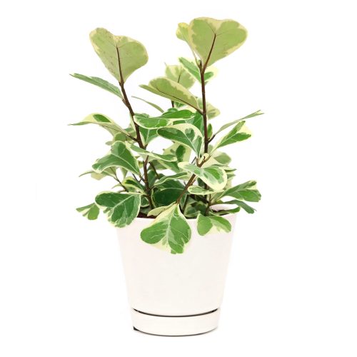 variegated Ficus plant, easy care air-purifying houseplant for homes and offices, Ficus Triangularis Variegata, how to care for Ficus Triangularis, decorative variegated plant, rare and unique houseplant