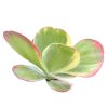 Variegated Paddle Plant, succulents garden, succulent subscription, cactus, how to grow succulents, succulent care tips, Succulents shop near me, succulent care, indoor succulents, Variegated Paddle Plant in California, How to grow Variegated Paddle Plant