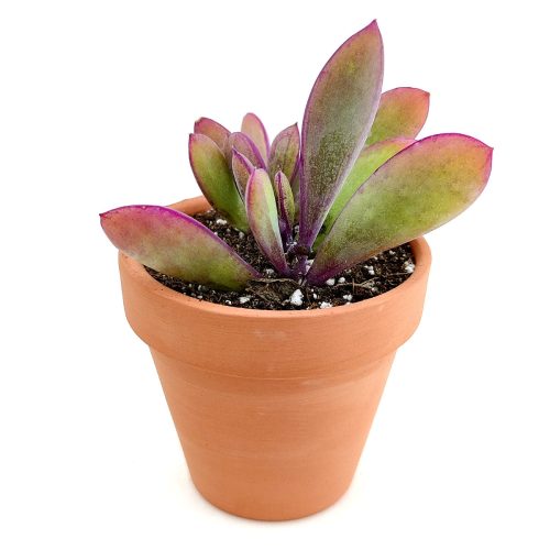 Vertical Leaf Senecio for sale, succulents garden, Succulents, succulent care guide, Succulents shop near me, succulent care tips, monthly succulents, indoor succulents, succulent care, Vertical Leaf Senecio in California, How to grow Vertical Leaf Senecio