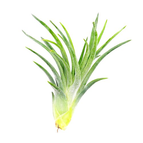 Tillandsia Victoriana air plant for sale, unique gift decor ideas, air plant subscription delivery monthly, Tillandsia Victoriana with air plant care guide, Ionantha air plant