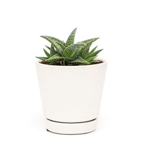 Silver aloe spiky succulent, indoor succulents, Succulents, Succulents shop near me, how to grow succulents, succulent subscription, succulents shop in California, succulents garden, Rare succulents, Silver aloe spiky succulent in California, How to grow Silver aloe spiky succulent