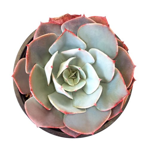 Echeveria White Rose for sale, cactus, succulents garden, monthly succulents, succulent care, how to grow succulents, succulent plant, Rare succulents, indoor succulents, Echeveria White Rose in California, How to grow Echeveria White Rose, Thanksgiving succulents gift, Easter succulents idea, Growing succulents for thanksgiving, echeveria, echeveria succulent, echeveria types, succulent echeveria, buy succulents online, succulent shop, succulent store, echeveria plant, indoor succulents