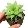 Star Window Haworthia Succulent, succulents garden, succulent plant, Rare succulents, Succulents shop near me, cactus, succulents store in CA, how to grow succulents, succulent care, Star Window Haworthia Succulent in California, How to grow Star Window Haworthia Succulent. indoor succulents