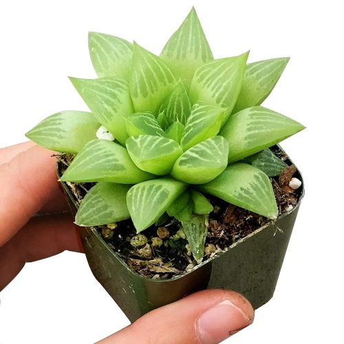 Star Window Haworthia Succulent, succulents garden, succulent plant, Rare succulents, Succulents shop near me, cactus, succulents store in CA, how to grow succulents, succulent care, Star Window Haworthia Succulent in California, How to grow Star Window Haworthia Succulent. indoor succulents