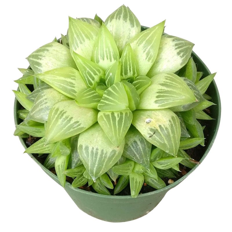 Star Window Haworthia Succulent, succulents garden, succulent plant, Rare succulents, Succulents shop near me, cactus, succulents store in CA, how to grow succulents, succulent care, Star Window Haworthia Succulent in California, How to grow Star Window Haworthia Succulent. indoor succulents