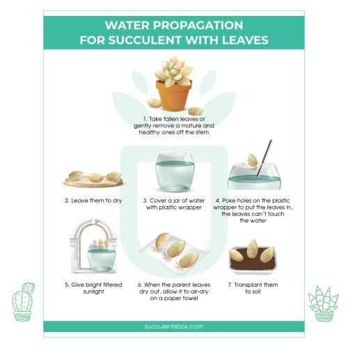 Water Propagation from leave