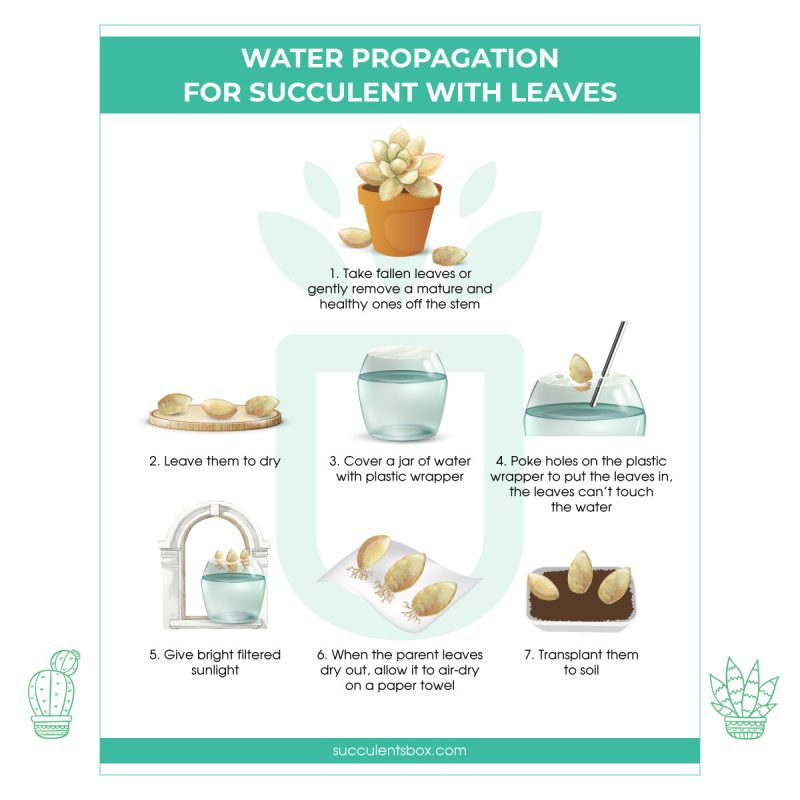 Water Propagation from leave